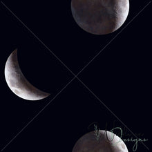 Load image into Gallery viewer, Mercury Rose Collection